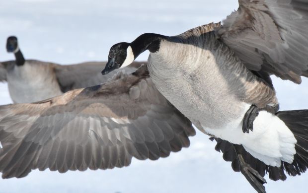 Goose 1